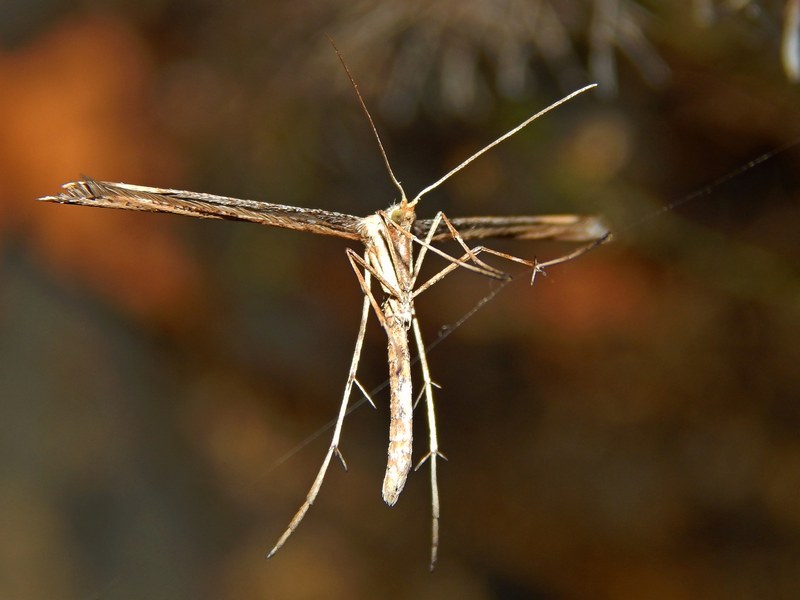 Emmelina monodactyla?